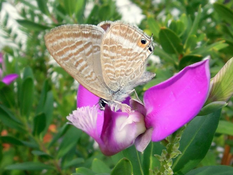 Lampides boeticus deposizione